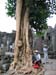 knollwurzel_angkor_wat