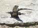 iguana1_caye_caulker_belize