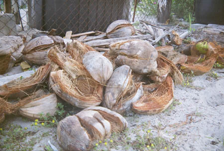 kokusnussschale_grillbrennstoff_caye_caulker_belize