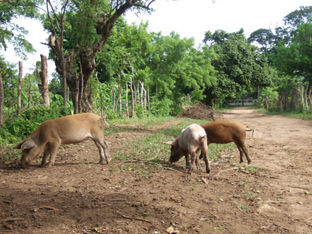 hoteleinfahrt_charco_verde_ometepe_nic