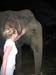 freundschaftschliessen_elephants_friends