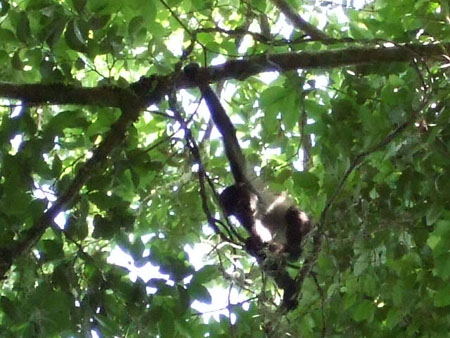 just_hangin_around_flores_tikal_guat