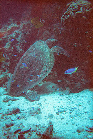 hawksbill_turtle_kohtao