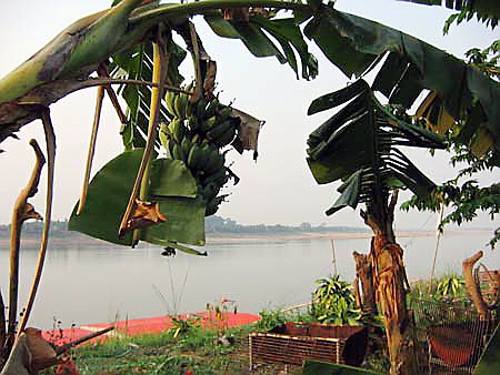 banane_mekong_nong_khai