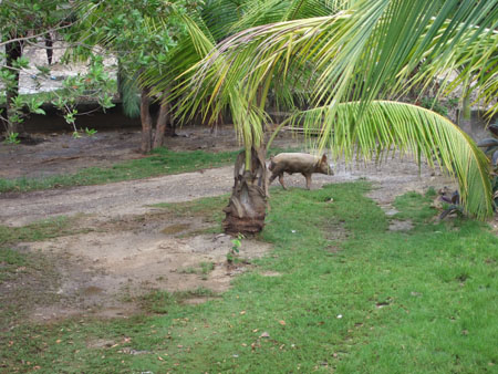 eber_im_garten_utila_hondu