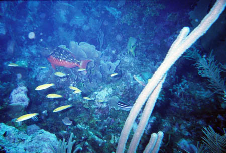 fisch11_tauchen_utila_belize