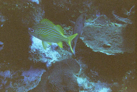 fisch12_tauchen_utila_belize