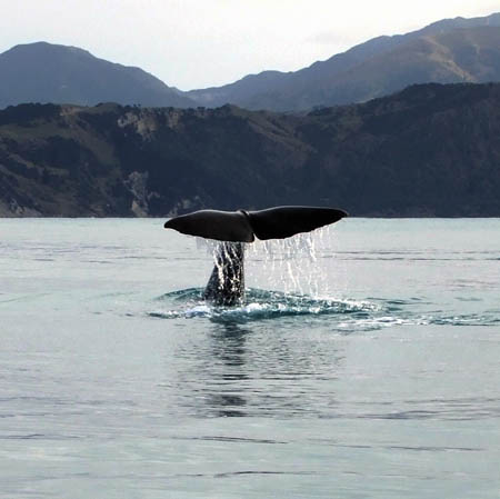 00012flossenschlag1_whalewatch_nz