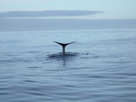 08winkewinke2_whalewatch_nz