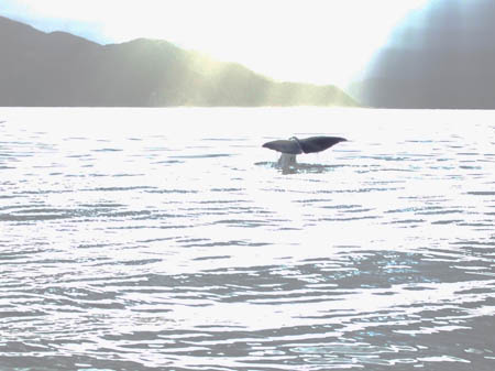 abtauchen2_whalewatch_nz