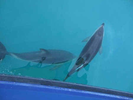 duskydolphins1_whalewatch_nz