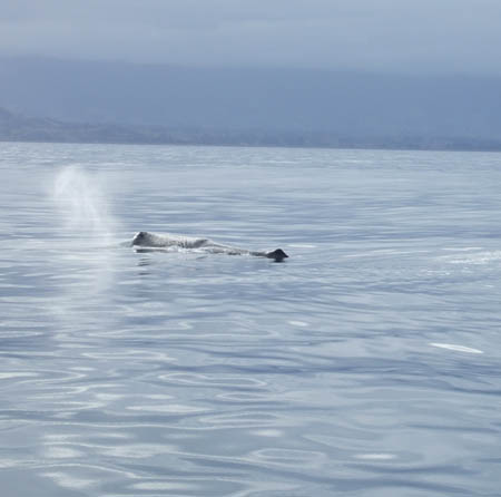 spermwhale_manu2_whalewatch_nz