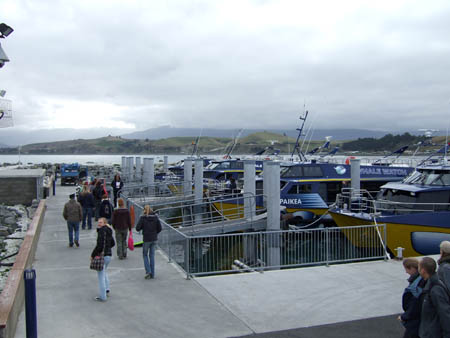 whalewatchflotte_whalewatch_nz