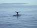 08winkewinke2_whalewatch_nz