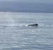 spermwhale_manu1_whalewatch_nz