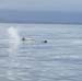 spermwhale_manu2_whalewatch_nz